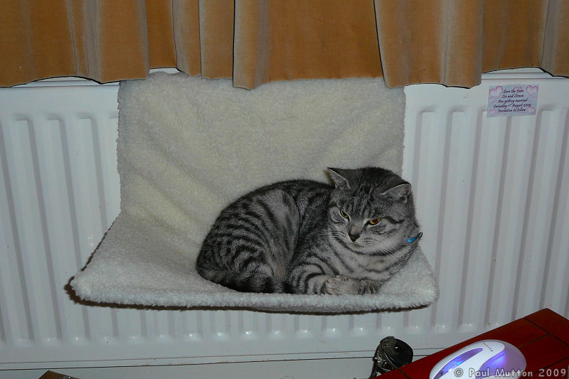 P1030252 Bob on the Radiator